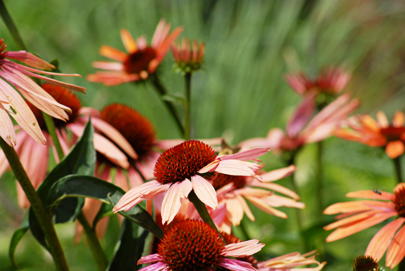 Coneflowers
